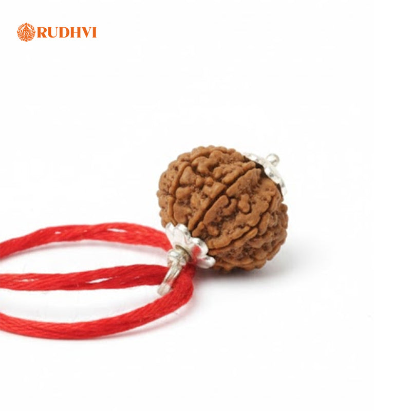 10 Mukhi Nepali  Rudraksha – Powerful Protection & Negative Energy Shield