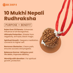 10 Mukhi Nepali  Rudraksha – Powerful Protection & Negative Energy Shield