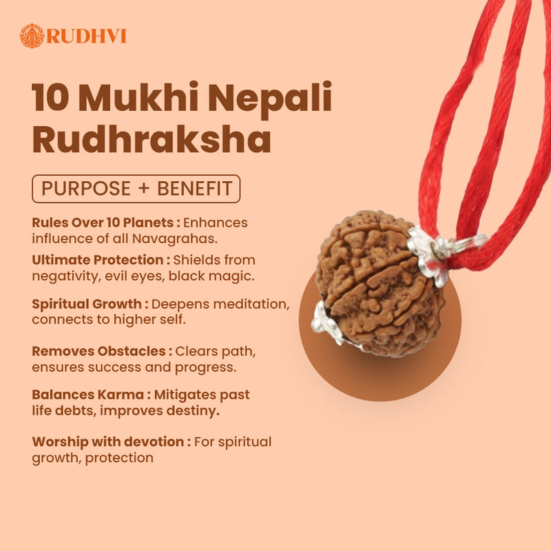 10 Mukhi Nepali  Rudraksha – Powerful Protection & Negative Energy Shield