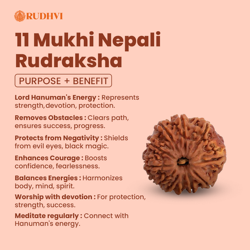 11 Mukhi Nepali Rudraksha – Original & Lab Certified | Blessings of Lord Hanuman