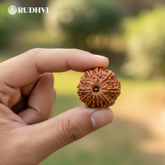 11 Mukhi Nepali Rudraksha – Original & Lab Certified | Blessings of Lord Hanuman