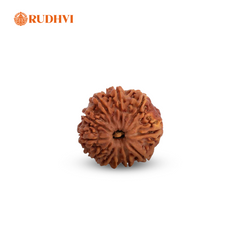 11 Mukhi Nepali Rudraksha – Original & Lab Certified | Blessings of Lord Hanuman