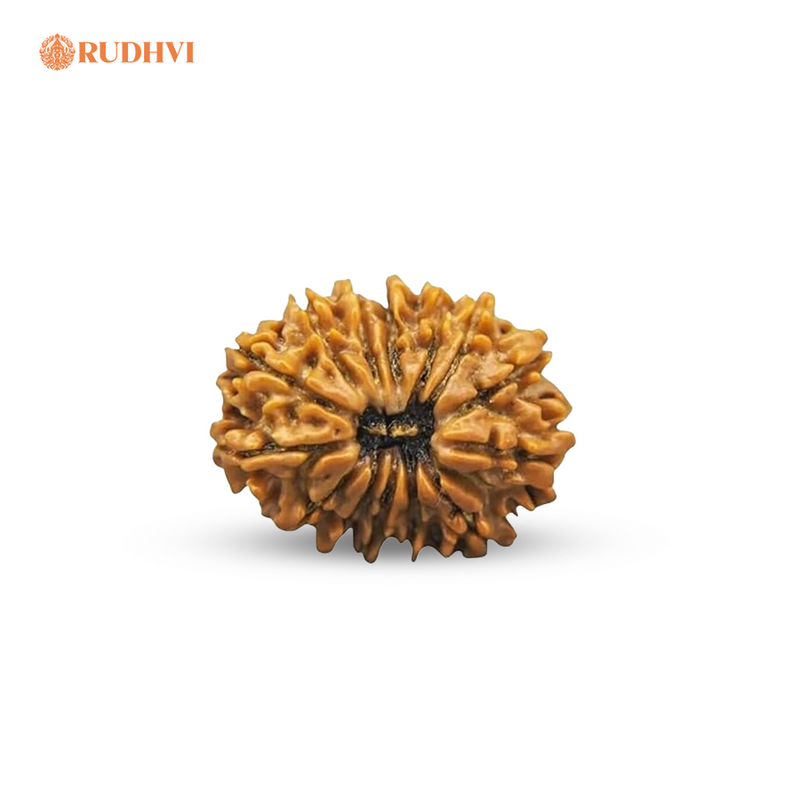 14 Mukhi Nepali Rudraksha – Original & Lab Certified | Divine Blessings of Lord Shiva