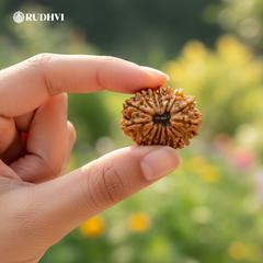 14 Mukhi Nepali Rudraksha – Original & Lab Certified | Divine Blessings of Lord Shiva