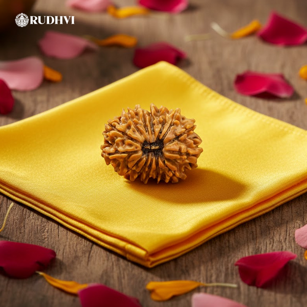 14 Mukhi Nepali Rudraksha – Original & Lab Certified | Divine Blessings of Lord Shiva