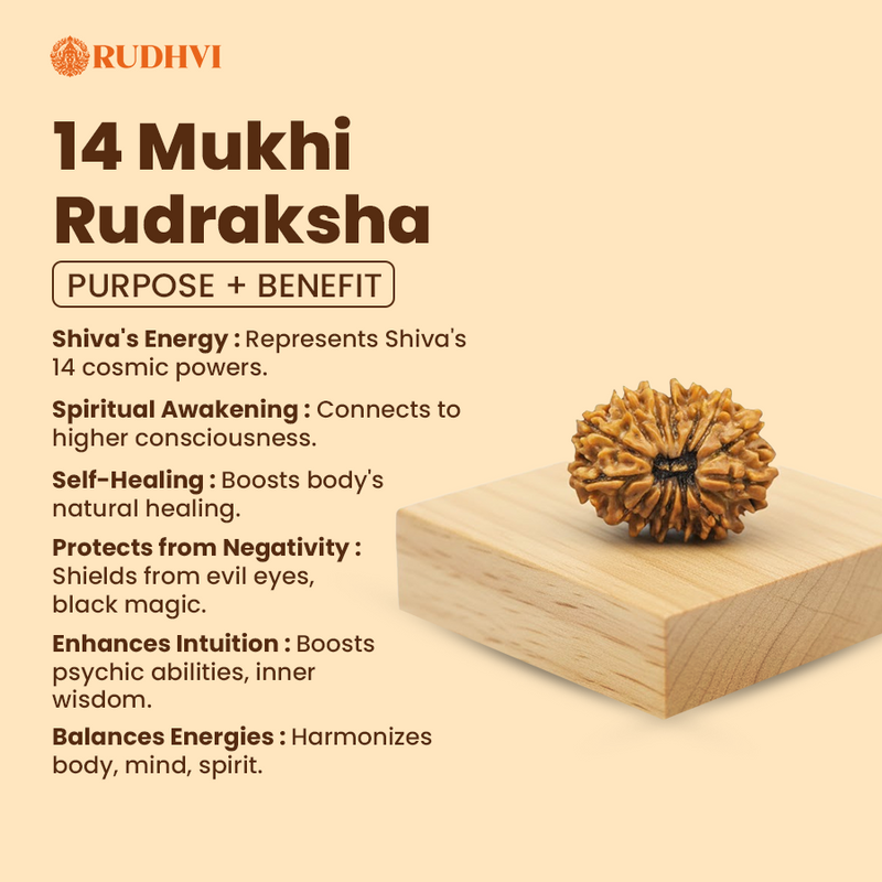 14 Mukhi Nepali Rudraksha – Original & Lab Certified | Divine Blessings of Lord Shiva