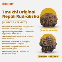 1 Mukhi Rudraksha (Nepali) – 100% Natural & Lab Certified | Symbol of Lord Shiva