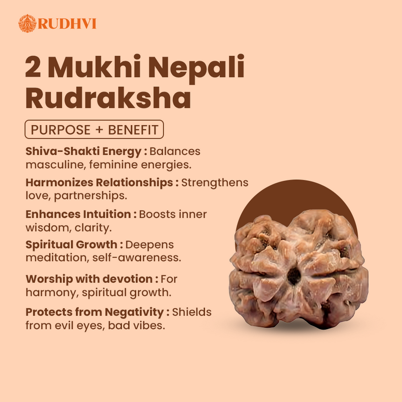 2 Mukhi Nepali Rudraksha (Nepal Origin) – Original & Lab Certified | Rudhvi