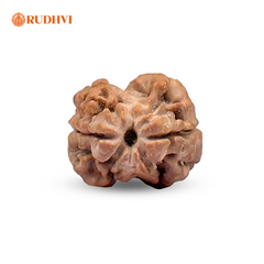 2 Mukhi Nepali Rudraksha (Nepal Origin) – Original & Lab Certified | Rudhvi