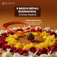 6 Mukhi Rudraksha worn in red thread for daily spiritual benefits