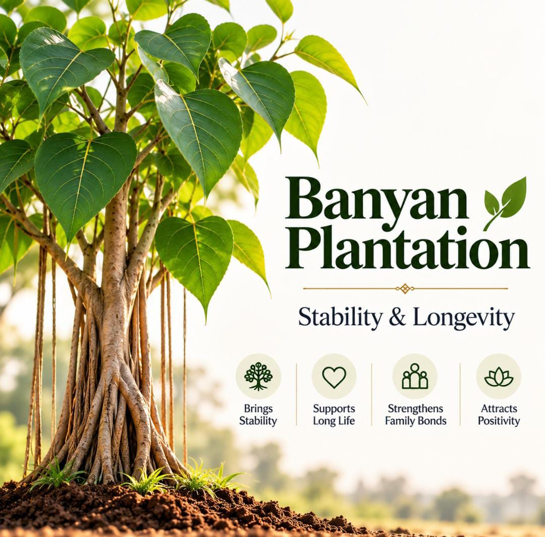 Banyan Plantation