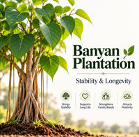 Banyan Plantation