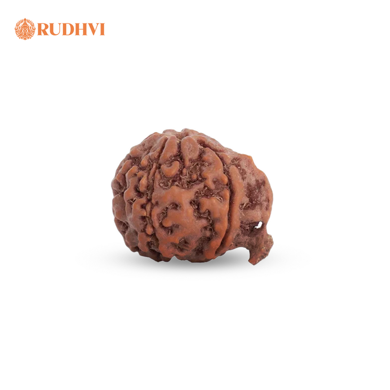 Ganesh Mukhi Nepali Rudraksha – Original & Lab Certified | Remover of Obstacles