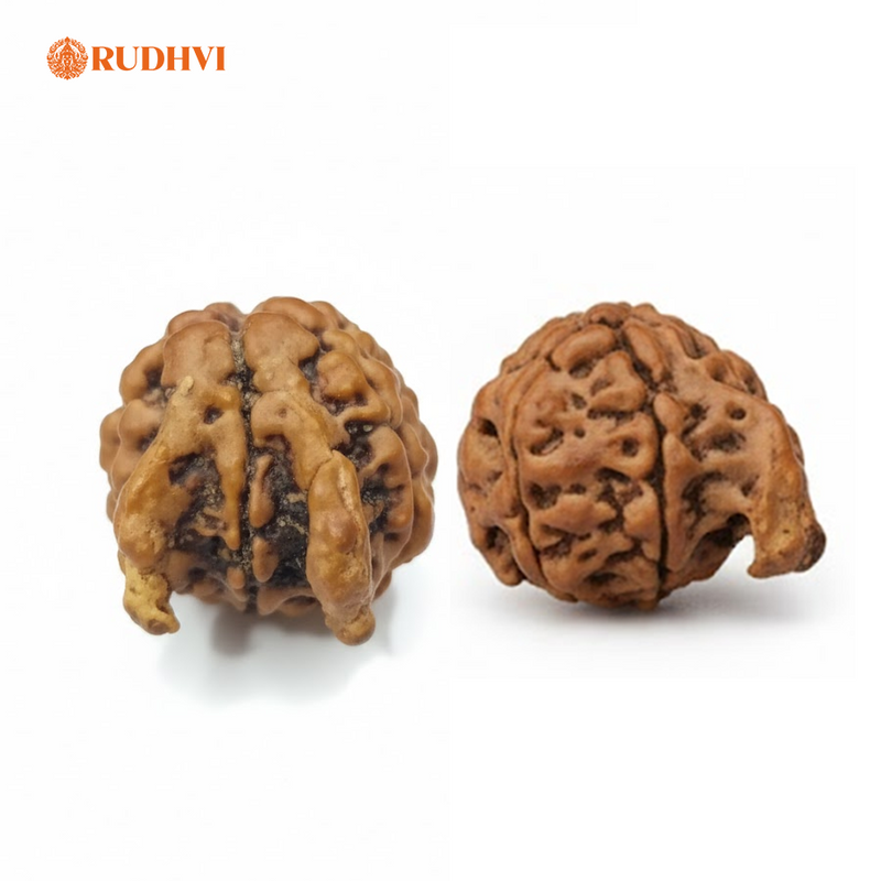 Nepali Nandi Rudraksha (Nepal Origin) – Rare Sacred Bead | Lab Certified | Rudhvi