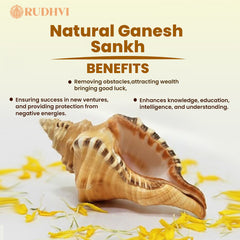 Natural Ganesh Shankh – Vastu Good Luck & Prosperity Conch | Rudhvi™