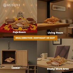 Natural Ganesh Shankh – Vastu Good Luck & Prosperity Conch | Rudhvi™