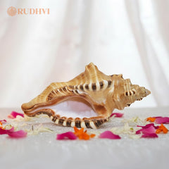Natural Ganesh Shankh – Vastu Good Luck & Prosperity Conch | Rudhvi™