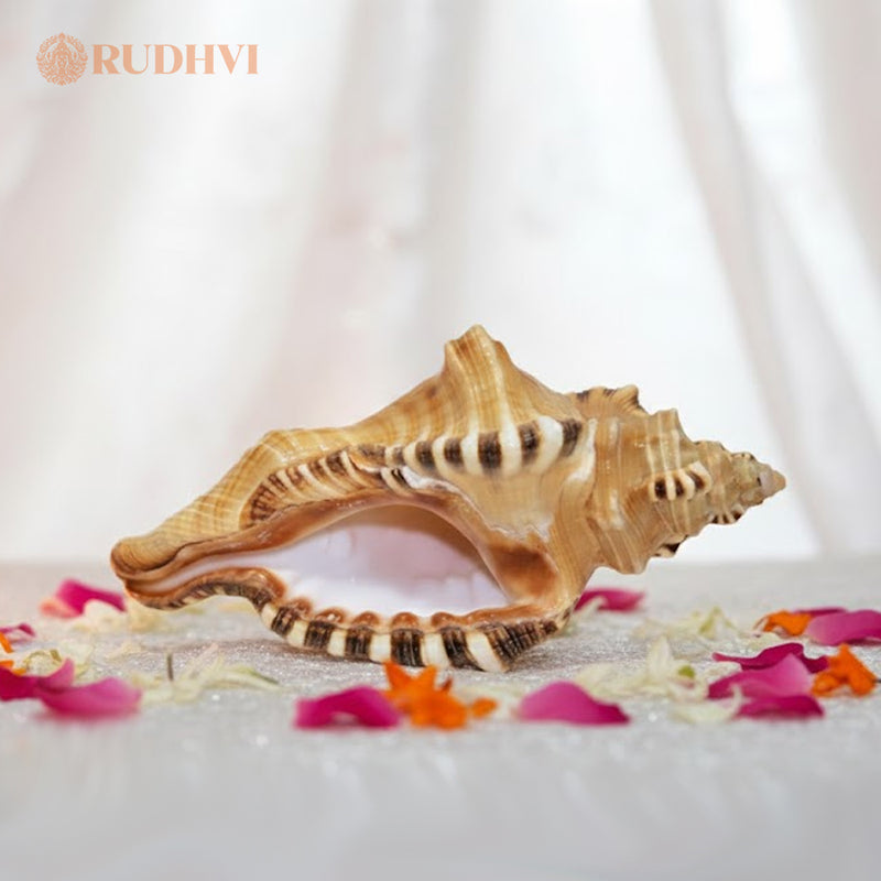 Natural Ganesh Shankh – Vastu Good Luck & Prosperity Conch | Rudhvi™