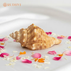 Natural Ganesh Shankh – Vastu Good Luck & Prosperity Conch | Rudhvi™