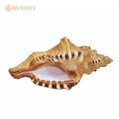 Natural Ganesh Shankh – Vastu Good Luck & Prosperity Conch | Rudhvi™