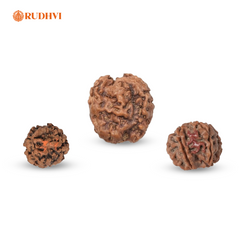 Nepali OM Rudraksha (Nepal Origin) – Sacred Shiva Energy Bead | Certified | Rudhvi
