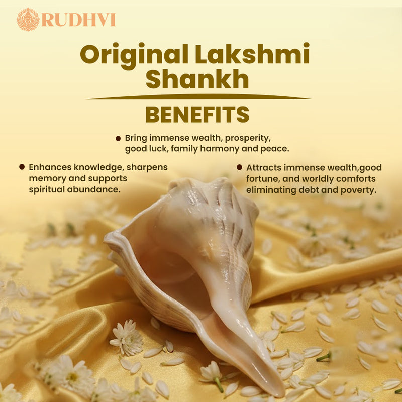 Original Lakshmi Shankh (Laxmi Shankh) – Dhan, Shanti & Prosperity Conch