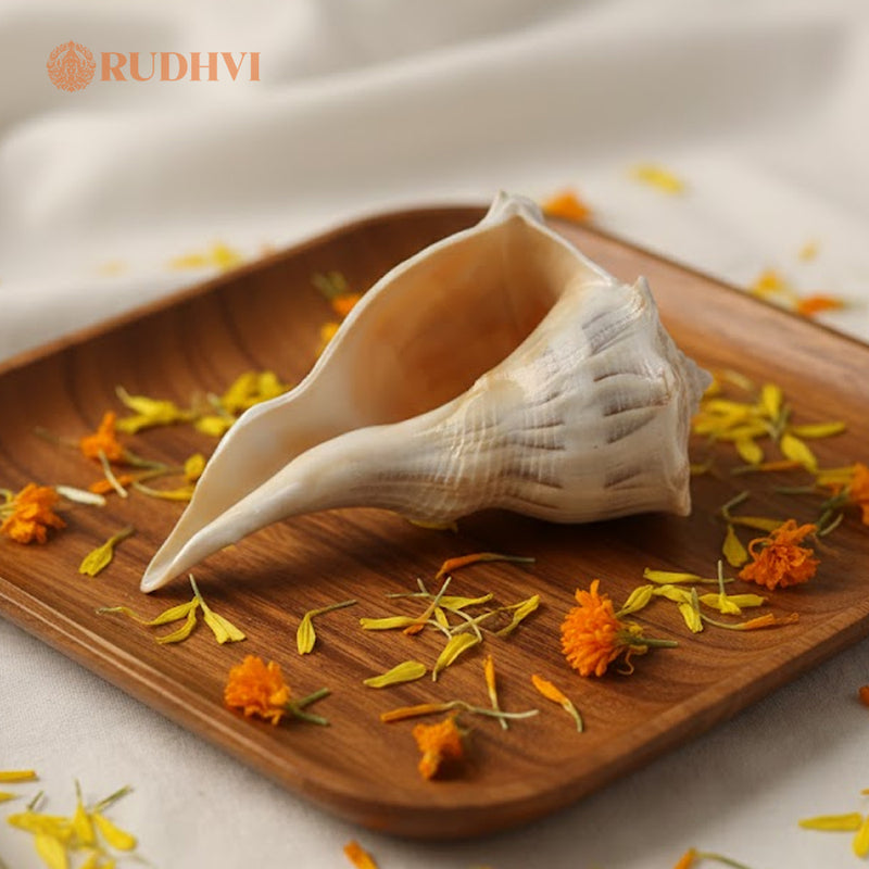 Original Lakshmi Shankh (Laxmi Shankh) – Dhan, Shanti & Prosperity Conch