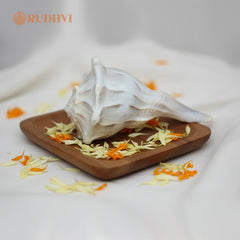 Original Lakshmi Shankh (Laxmi Shankh) – Dhan, Shanti & Prosperity Conch