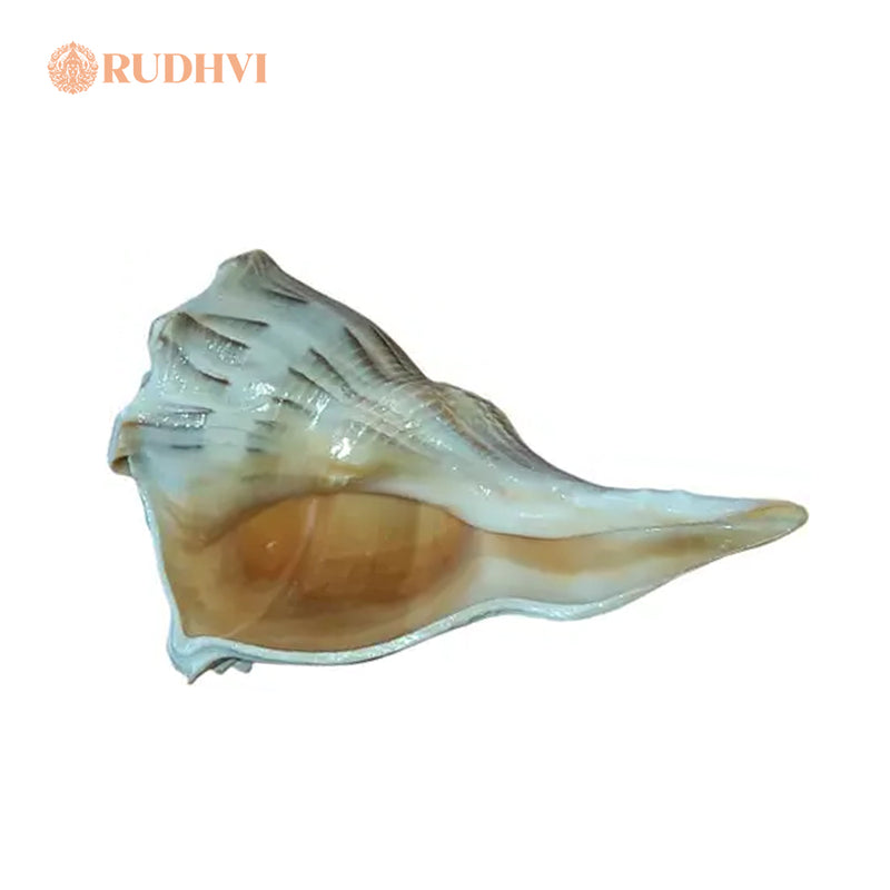 Original Lakshmi Shankh (Laxmi Shankh) – Dhan, Shanti & Prosperity Conch