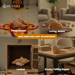 Original Lakshmi Shankh (Laxmi Shankh) – Dhan, Shanti & Prosperity Conch