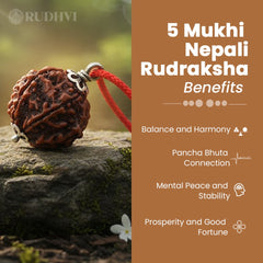 Five-faceted Nepali Rudraksha benefits-Rudhvi