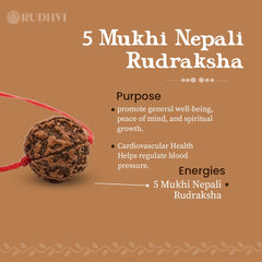 Original Nepali 5 Mukhi Rudraksha Rudhvi spiritual energy for meditation-Rudhvi