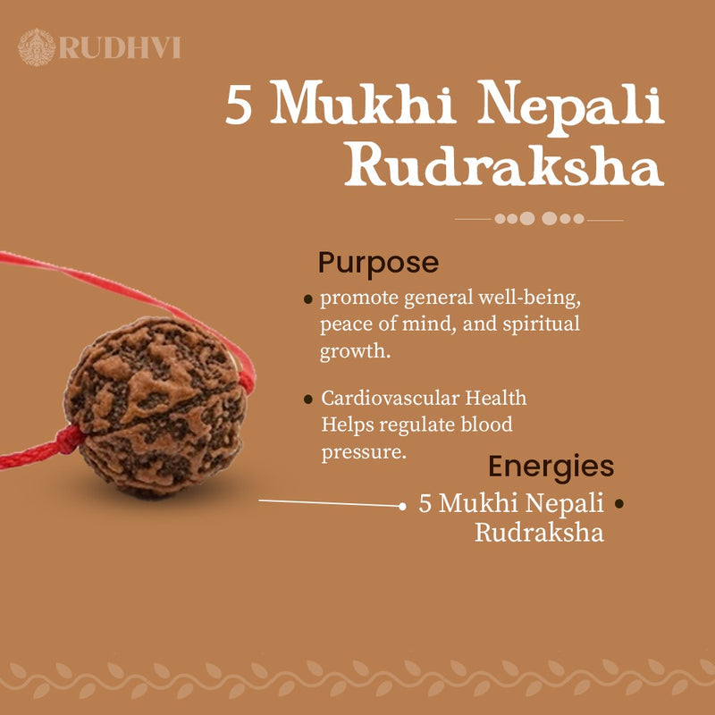 Original Nepali 5 Mukhi Rudraksha Rudhvi spiritual energy for meditation-Rudhvi
