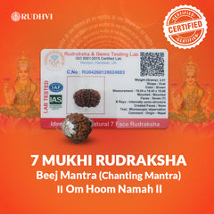 7 Mukhi Nepali Rudraksha Lab Tested Authenticity Certificate