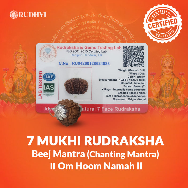 7 Mukhi Nepali Rudraksha Lab Tested Authenticity Certificate