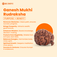 Ganesh Mukhi Nepali Rudraksha – Original & Lab Certified | Remover of Obstacles