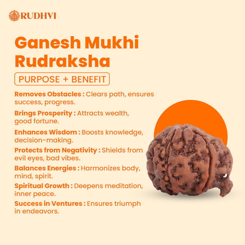 Ganesh Mukhi Nepali Rudraksha – Original & Lab Certified | Remover of Obstacles