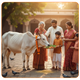 Gau Seva