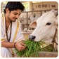 गौ सेवा