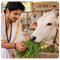 गौ सेवा