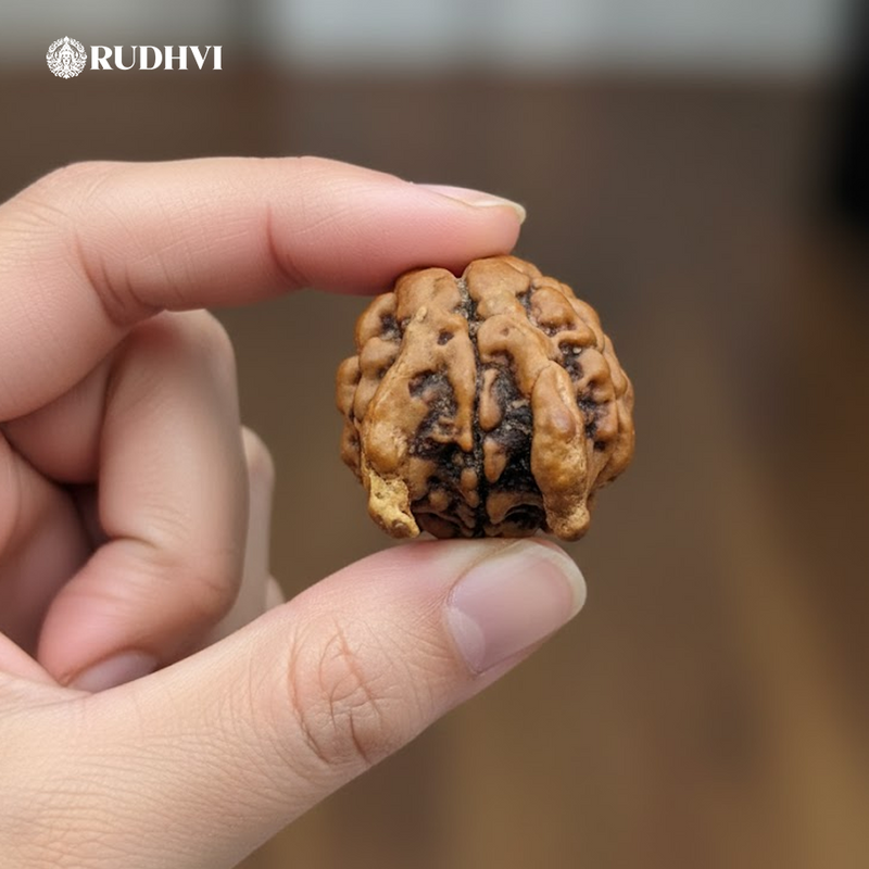 Nepali Nandi Rudraksha (Nepal Origin) – Rare Sacred Bead | Lab Certified | Rudhvi