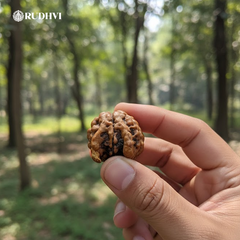 Nepali Nandi Rudraksha (Nepal Origin) – Rare Sacred Bead | Lab Certified | Rudhvi