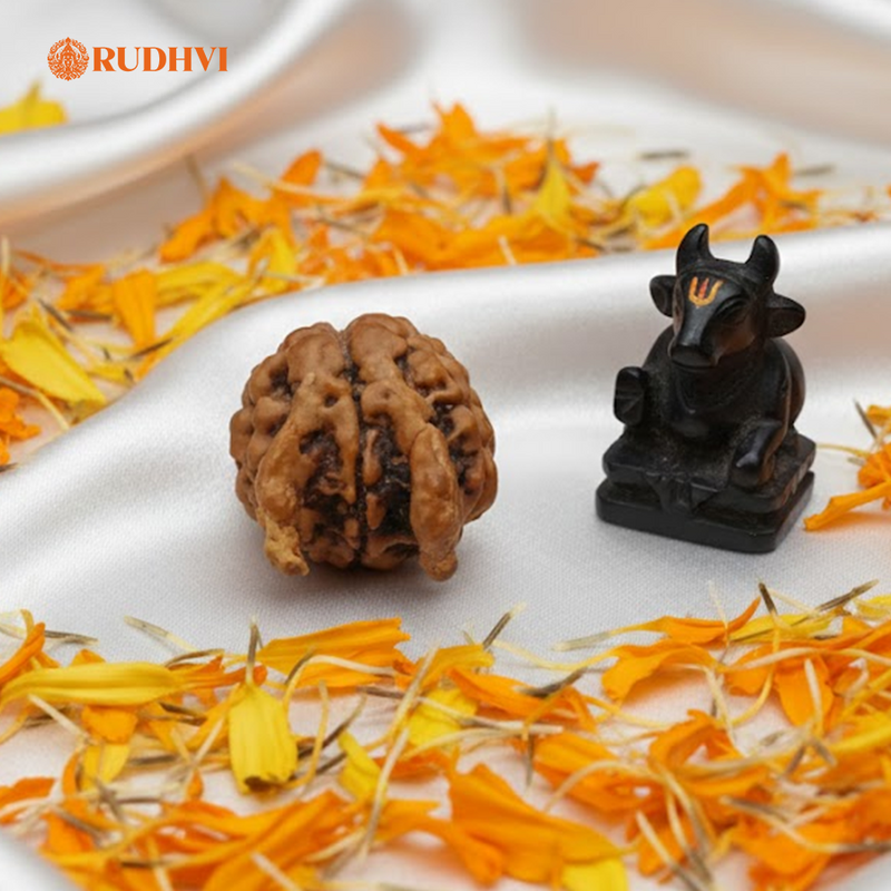 Nepali Nandi Rudraksha (Nepal Origin) – Rare Sacred Bead | Lab Certified | Rudhvi