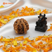 Nepali Nandi Rudraksha (Nepal Origin) – Rare Sacred Bead | Lab Certified | Rudhvi