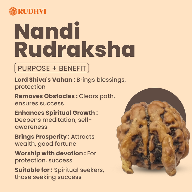 Nepali Nandi Rudraksha (Nepal Origin) – Rare Sacred Bead | Lab Certified | Rudhvi