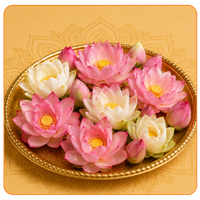 Lotus Daan