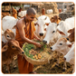गौ सेवा - 21 गायें