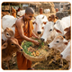 Gau Seva – 21 Cows